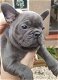 Franse bulldog puppy's - 1 - Thumbnail