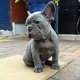 Franse bulldogs van 12 weken - 1 - Thumbnail
