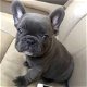 Familie heeft Franse bulldog-puppy's - 1 - Thumbnail