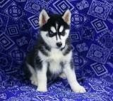 Leuke mannelijke en vrouwelijke Husky pups - 1