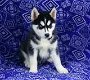 Leuke mannelijke en vrouwelijke Husky pups - 1 - Thumbnail