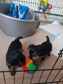 Deux beaux chiots Yorkie à vendre - 1