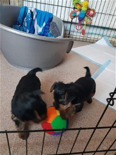 Deux beaux chiots Yorkie à vendre