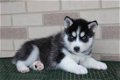 Siberische husky pup - 1 - Thumbnail