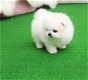 Pommeren pup voor een goede thuis - 1 - Thumbnail
