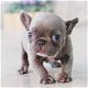 Gezonde Franse bulldog puppy's - 1 - Thumbnail