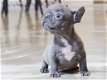 Spectaculair vriendelijke franse bulldog puppies gratis - 1 - Thumbnail