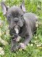Thuis getrainde Franse bulldog puppies - 1 - Thumbnail