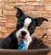 boston terrier pup beschikbaar - 1 - Thumbnail