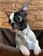 boston terrier pup beschikbaar - 2 - Thumbnail
