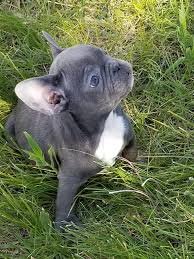 Intelligente Franse bulldog puppy's - 1