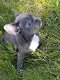 Intelligente Franse bulldog puppy's - 1 - Thumbnail