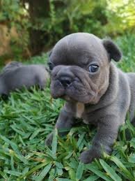 Franse bulldog puppy's