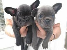 Deze Franse bulldog puppy's zijn gratis en ze zullen graag de ruimte in uw huis opvullen.