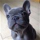 Verbazingwekkende Franse bulldog puppies voor adoptie van 12 weke - 1 - Thumbnail