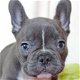 Lieve Franse bulldog puppy's - 1 - Thumbnail