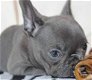 Speelse Franse bulldog puppies beschikbaar voor adoptie vandaag. - 1 - Thumbnail