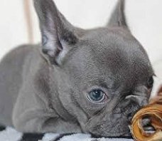 Speelse Franse bulldog puppies beschikbaar voor adoptie vandaag.