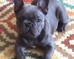 Franse bulldogpups - 1