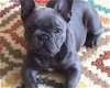 Franse bulldogpups - 1 - Thumbnail