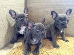 Gelukkige Franse bulldog puppy's voor adoptie, - 1