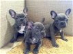 Gelukkige Franse bulldog puppy's voor adoptie, - 1 - Thumbnail