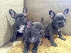 Gelukkige Franse bulldog puppy's voor adoptie,
