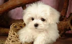 Leuke 12 weken oude Maltese puppy's - 1