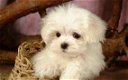 Leuke 12 weken oude Maltese puppy's - 1 - Thumbnail