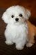 Extreem lieve Maltese puppy's die nieuwe huizen en vrienden nodig hebben, zeer speels en intelligent - 1 - Thumbnail