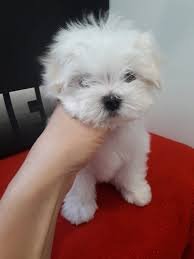 Gratis gevaccineerde Maltese puppy's - 1