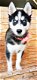 schattige husky pupjes beschikbaar - 1 - Thumbnail