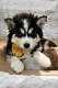 schattige husky pupjes beschikbaar - 4 - Thumbnail