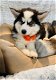 schattige husky pupjes beschikbaar - 5 - Thumbnail