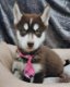 schattige husky pupjes beschikbaar - 6 - Thumbnail