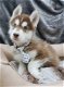 schattige husky pupjes beschikbaar - 7 - Thumbnail