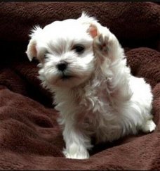 Extreem prachtige Maltese puppy's die liefde nodig hebben in hun leven.