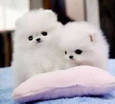 Puur witte Pomerania-puppy's voor gratis adoptie beschikbaar vanaf vandaag tot na 4 weken