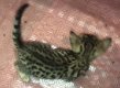 Aanhankelijke Bengaalse Britse korthaar kittens!@.............. - 2 - Thumbnail