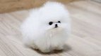 Lieve speelse pomerania lue puppy's voor adoptie - 1 - Thumbnail