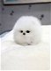 Gezonde Pomerania-puppy's die nieuwe eigenaren nodig hebben om van ze te houden. - 1 - Thumbnail