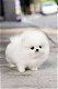 Spectaculair vriendelijke Pomerania-puppy's gratis beschikbaar voor goede gezinnen. - 1 - Thumbnail