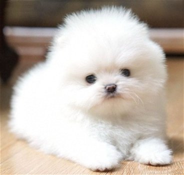 Deze Pomerania-puppy's zijn gratis en ze zullen graag de ruimte in uw huis opvullen. - 1