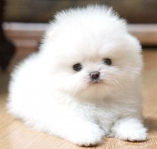 Deze Pomerania-puppy's zijn gratis en ze zullen graag de ruimte in uw huis opvullen.