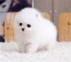 Familie vrienden van iedereen zijn nu beschikbaar. Pomerania-puppy's voor jou.