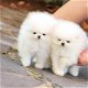 Verbazingwekkende Pomerania-puppy's voor adoptie van 12 weken oud met micdrochip, stamboom en gezond - 1 - Thumbnail