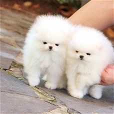 Verbazingwekkende Pomerania-puppy's voor adoptie van 12 weken oud met micdrochip, stamboom en gezond