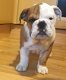 Prachtige Engelse Bulldog-puppy's - 1 - Thumbnail