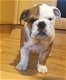 Rasechte Kc Reg Bulldog-puppy's - 1 - Thumbnail