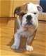 Uitstekende bulldog pups voor adoptie - 1 - Thumbnail